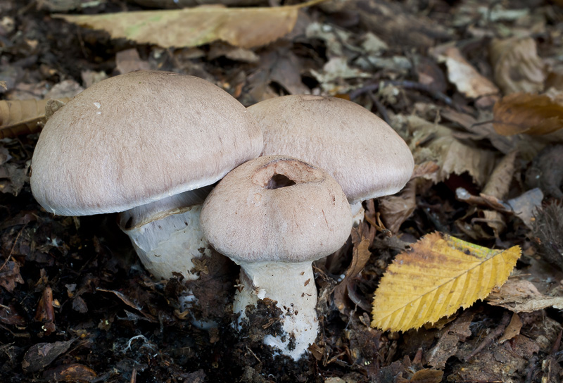 Cortinarius torvus